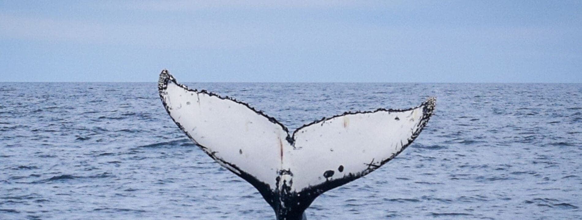 Whale Watching Wilson's Promontory